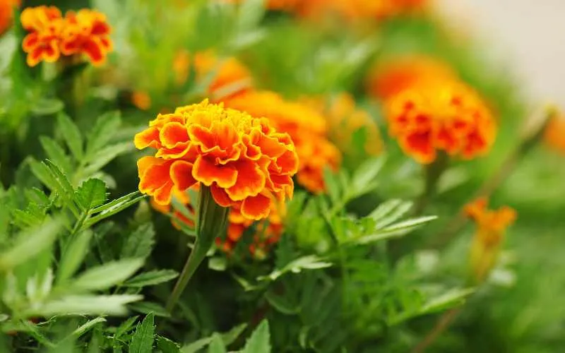 Marigolds plant