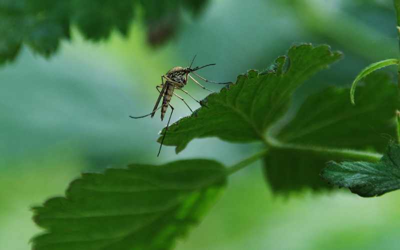 Mosquitoes on a leaf