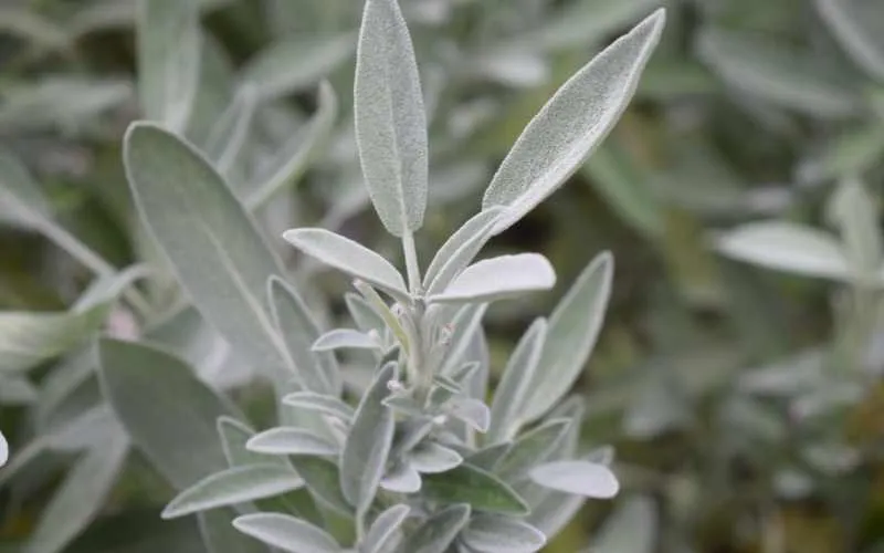 Sage plant