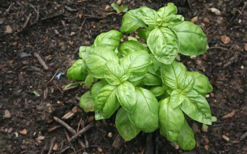 basil plant