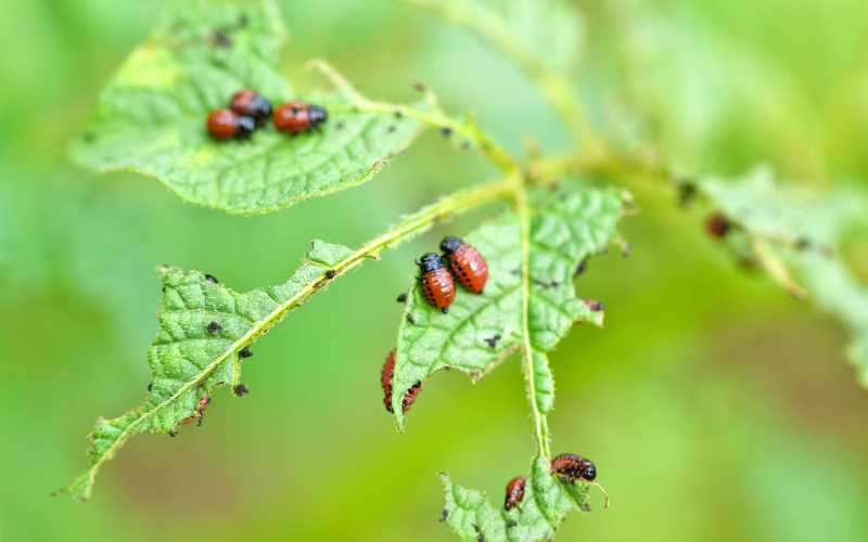 pest on garden plant