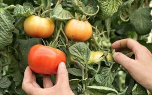 Garden Raised Beds for Tomatoes