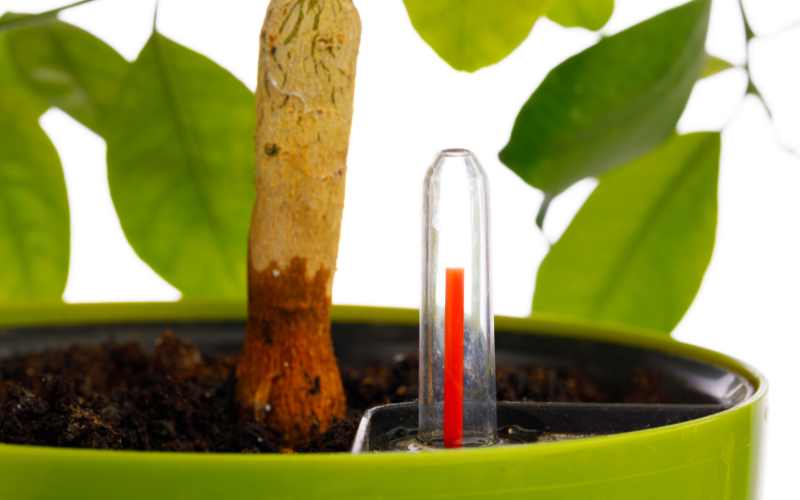 self watering pot