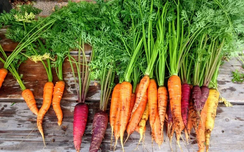 garden carrot varieties