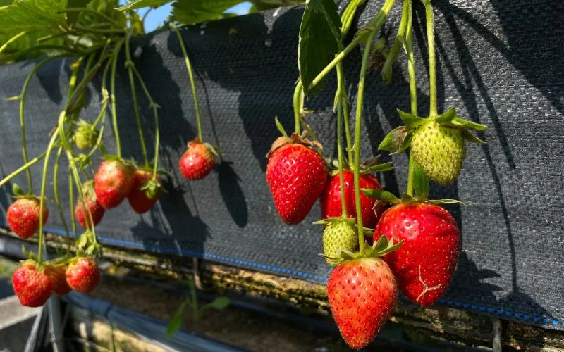 farm strawberry