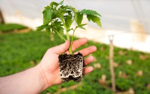 healthy tomato vegetable seedling
