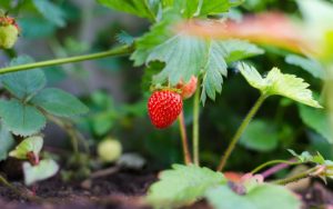 ripe strawberry