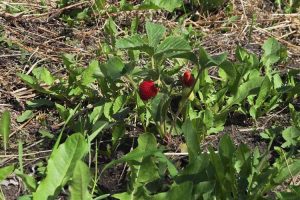 u-pick strawberry