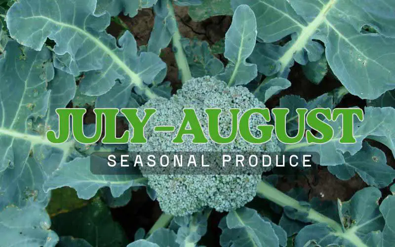 BROCCOLI in season in july