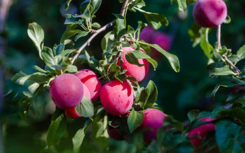 Plums in season