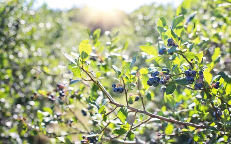 blueberries in season
