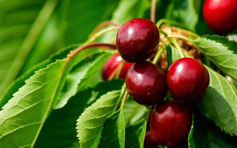 Cherries in season