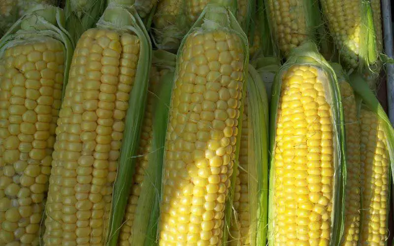 corn in season