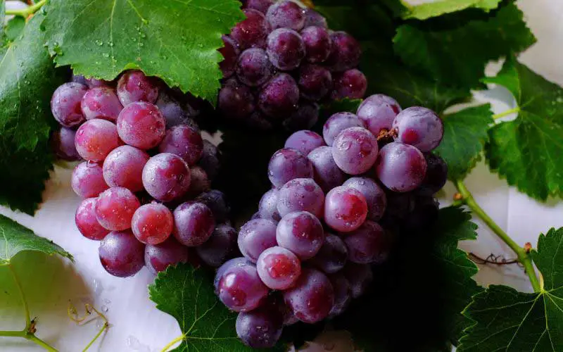 grapes in season