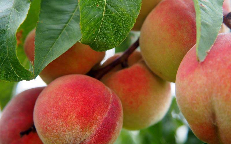 peaches in season