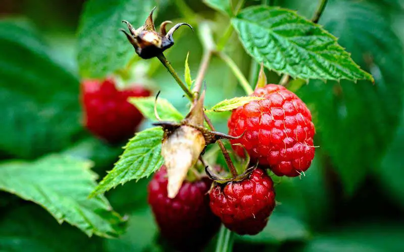 raspberries in season