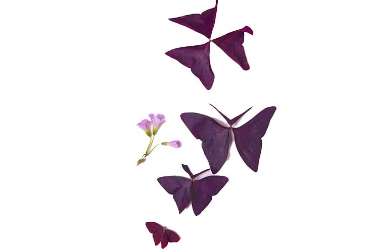 butterfly sorrel garnish