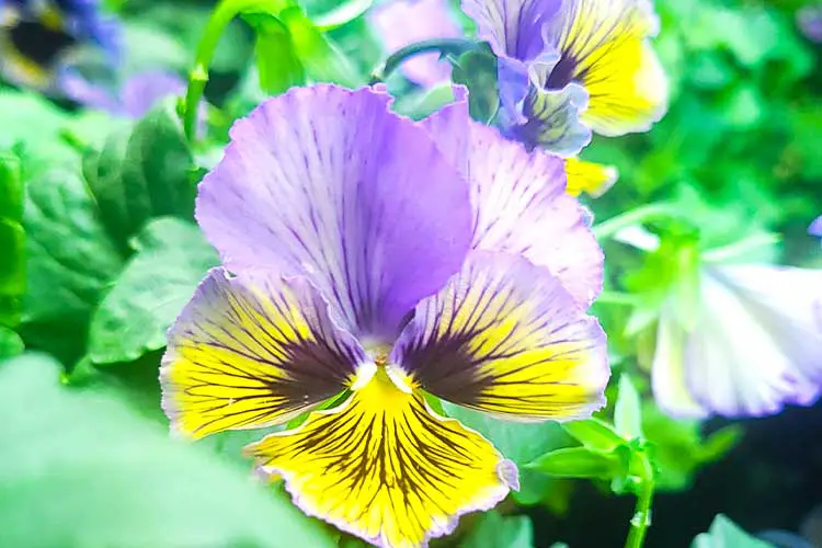 edible pansy bloom