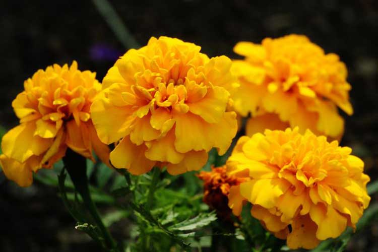 marigold blooms