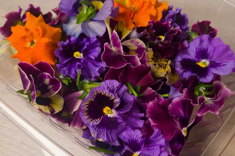 pansy violas edible mix