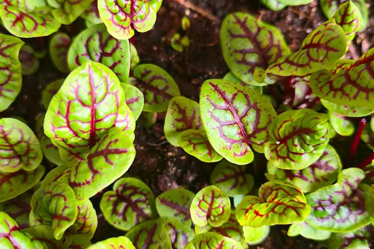 red vein sorrel