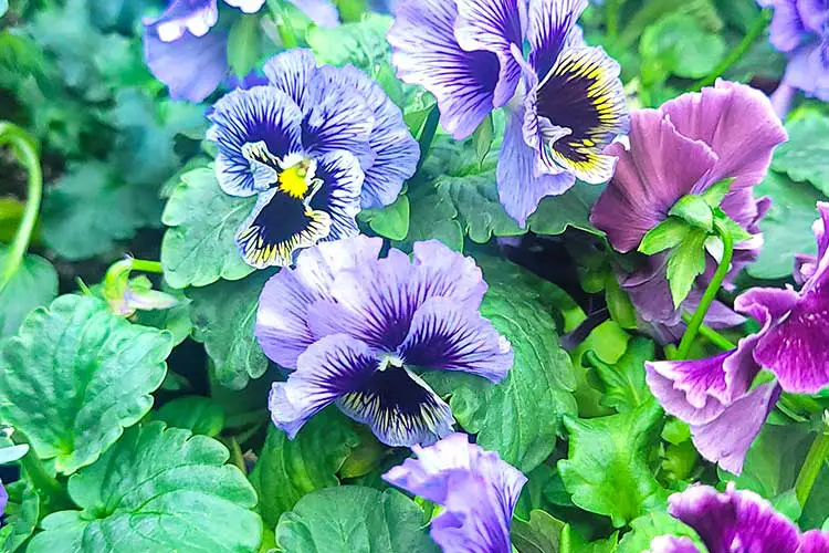 violas in bloom