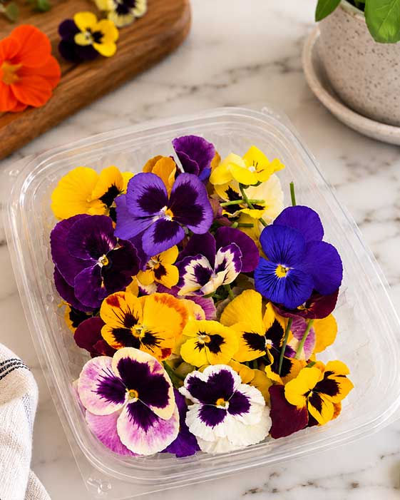 viola pany pack
